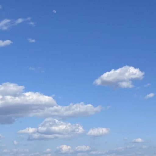 ノルド美容オイル⭐️ホホバオイルって何なのさ？😕 エビデンスのある成分｜ワックスエステル｜美意識高め｜小じわやくすみ｜肌のゆらぎ｜エイジングケア ｜NowLd